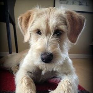 Meet your Posher, Leila